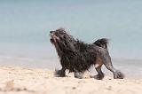PETIT CHIEN LION 118